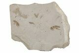 Eocene Fossil Crickets (Orthoptera) - Green River Formation #213386-1